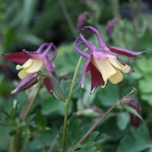Aquilegia flabellata 'Blackcurrant Ice'