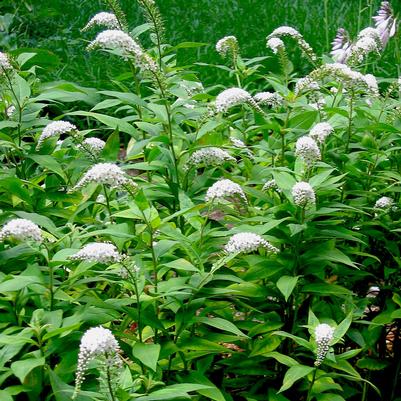 Lysimachia clethroides