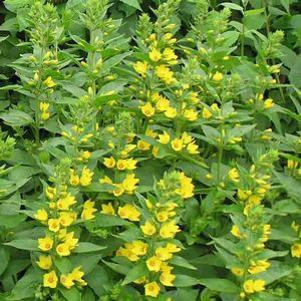 Lysimachia punctata