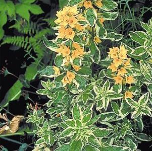 Lysimachia punctata 'Alexander'