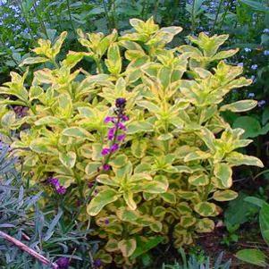 Lysimachia punctata 'Golden Alexander'