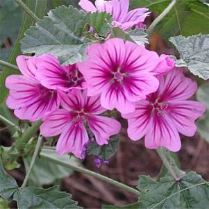 Malva sylvestris 'Zebrina'