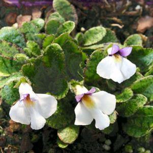 Mazus radicans