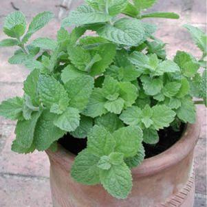 Mint - Apple Mint