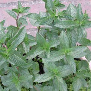 Mint - Chocolate Mint