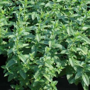 Mentha x spicata 'Julep'