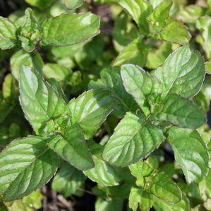 Mentha x piperita f. citrata 'Orange'