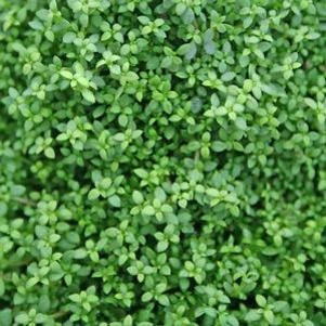 Arenaria balearica