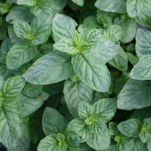 Mentha piperita 'Peppermint'