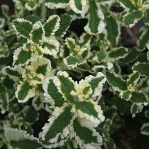 Mint - Pineapple Mint