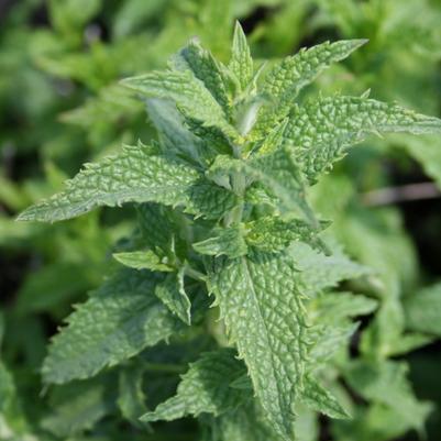 Mentha spicata 'Spearmint'