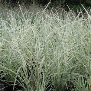 Miscanthus sinensis 'Dixieland'