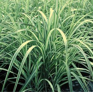 Miscanthus sinensis 'Cabaret'