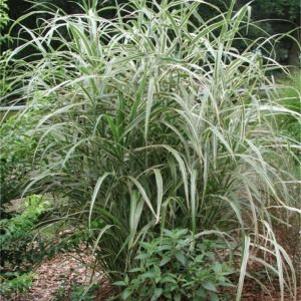Miscanthus sinensis 'Cosmopolitan'