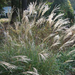 Miscanthus sinensis 'Little Kitten'