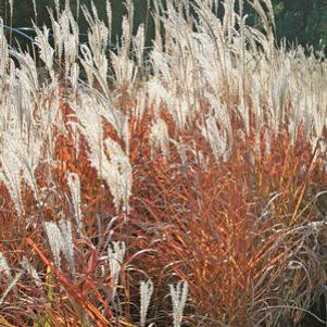 Miscanthus sinensis 'Purpurascens'