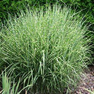 Miscanthus sinensis 'Strictus'