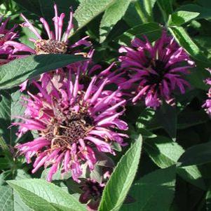 Monarda didyma 'Aquarius'