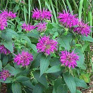 Monarda didyma 'Dark Ponticum'