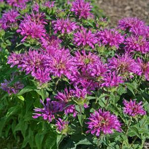 Monarda didyma 'Grand Parade'