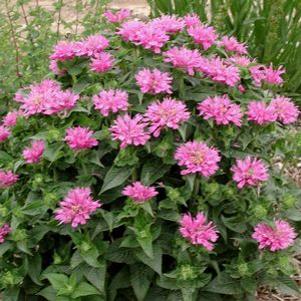 Monarda didyma 'Petite Wonder'