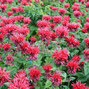 Monarda didyma 'Fireball'