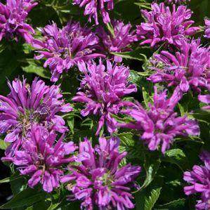 Monarda didyma 'Petite Delight'
