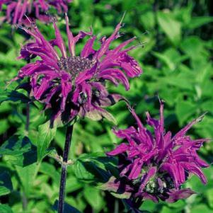 Monarda didyma 'Prairie Night'