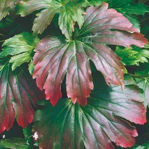 Mukdenia rossii 'Crimson Fans'