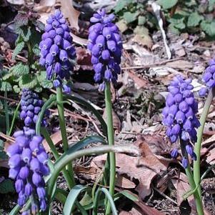 Muscari armeniacum