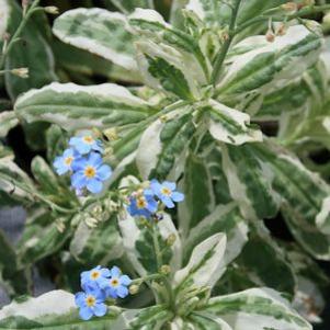 Myosotis palustris 'Unforgettable'
