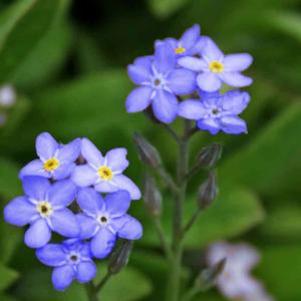 Myosotis sylvatica 'Victoria Dark Blue'