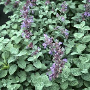 Nepeta x 'Joanna Reed'
