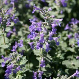 Nepeta x faassenii 'Kit Kat'
