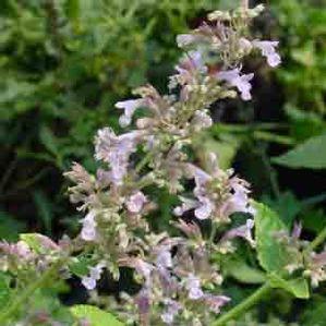 Nepeta labiatae 'Dawn to Dusk'