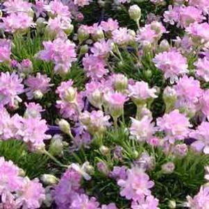 Armeria  'Victor Reiter'