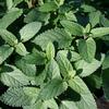 Nepeta parnassica