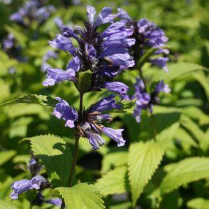 Nepeta subsessilis