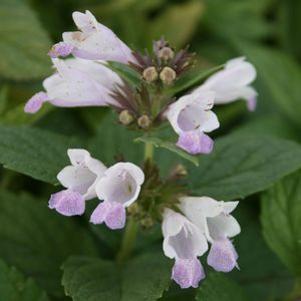 Nepeta subsessilis 'Sweet Dreams'
