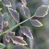 Oenanthe fistulosa 'Flamingo'