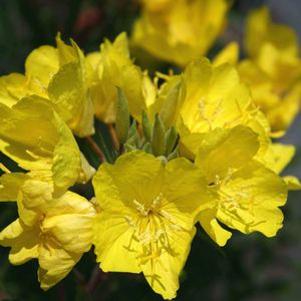 Oenothera  'Cold Crick'