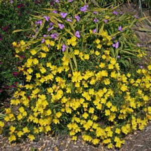 Oenothera 'Lemon Drop'