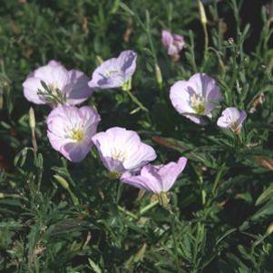 Oenothera  'Twilight'