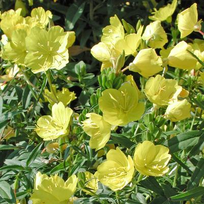 Oenothera fruticosa 'var. youngii'