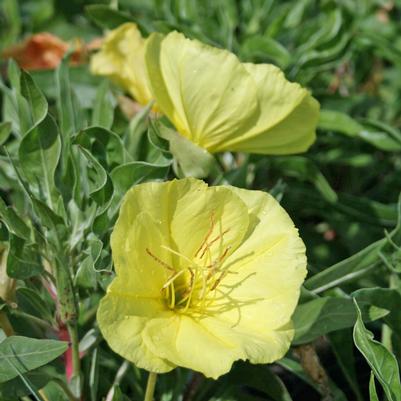 Oenothera missouriensis