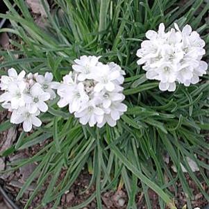 Armeria maritima 'Alba'