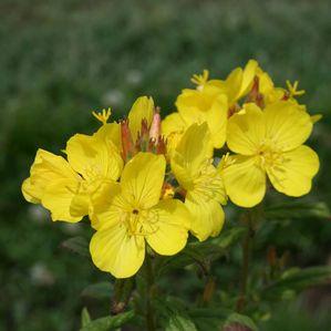 Oenothera pilosella 'Yella Fella'