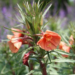 Oenothera versicolor 'Sunset Boulevard'