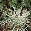 Ophiopogon japonicus 'Kigimifukidama'