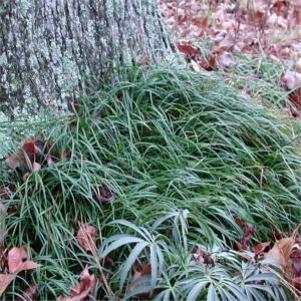 Ophiopogon japonicus